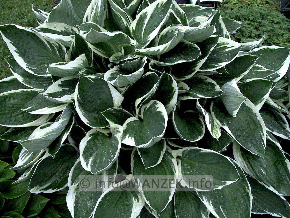 Hosta fortunei Francee 01.JPG